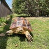 ケヅメリクガメ男の子6才☆ サムネイル2