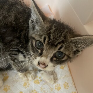 素敵なご縁がありました可愛いサバ白君