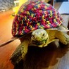 ケヅメリクガメ男の子6才☆ サムネイル3