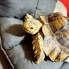 ケヅメリクガメ男の子6才☆ サムネイル5