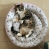  さん