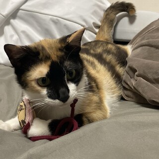 三毛猫　推定1歳　女の子　しまちゃん