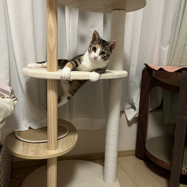 あこいのカバー写真