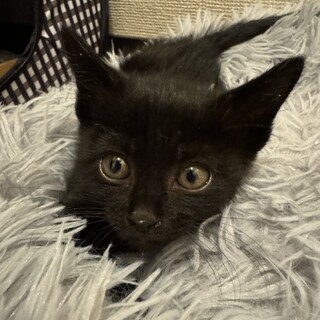 黒猫　女の子　推定4ヶ月 ホロちゃん