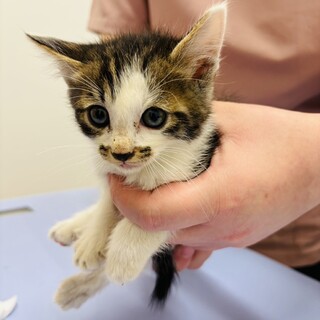 キジシロの男の子（580ｇ）