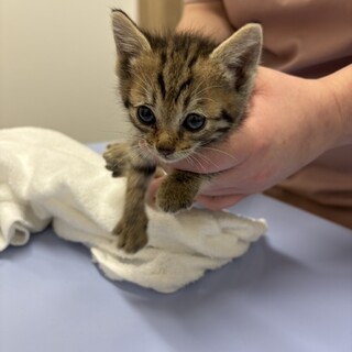 キジトラの女の子（420ｇ）①