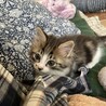 生後1ヶ月のキジ白、モデル級イケメン！ サムネイル4