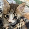 生後1ヶ月のキジ白、モデル級イケメン！ サムネイル6