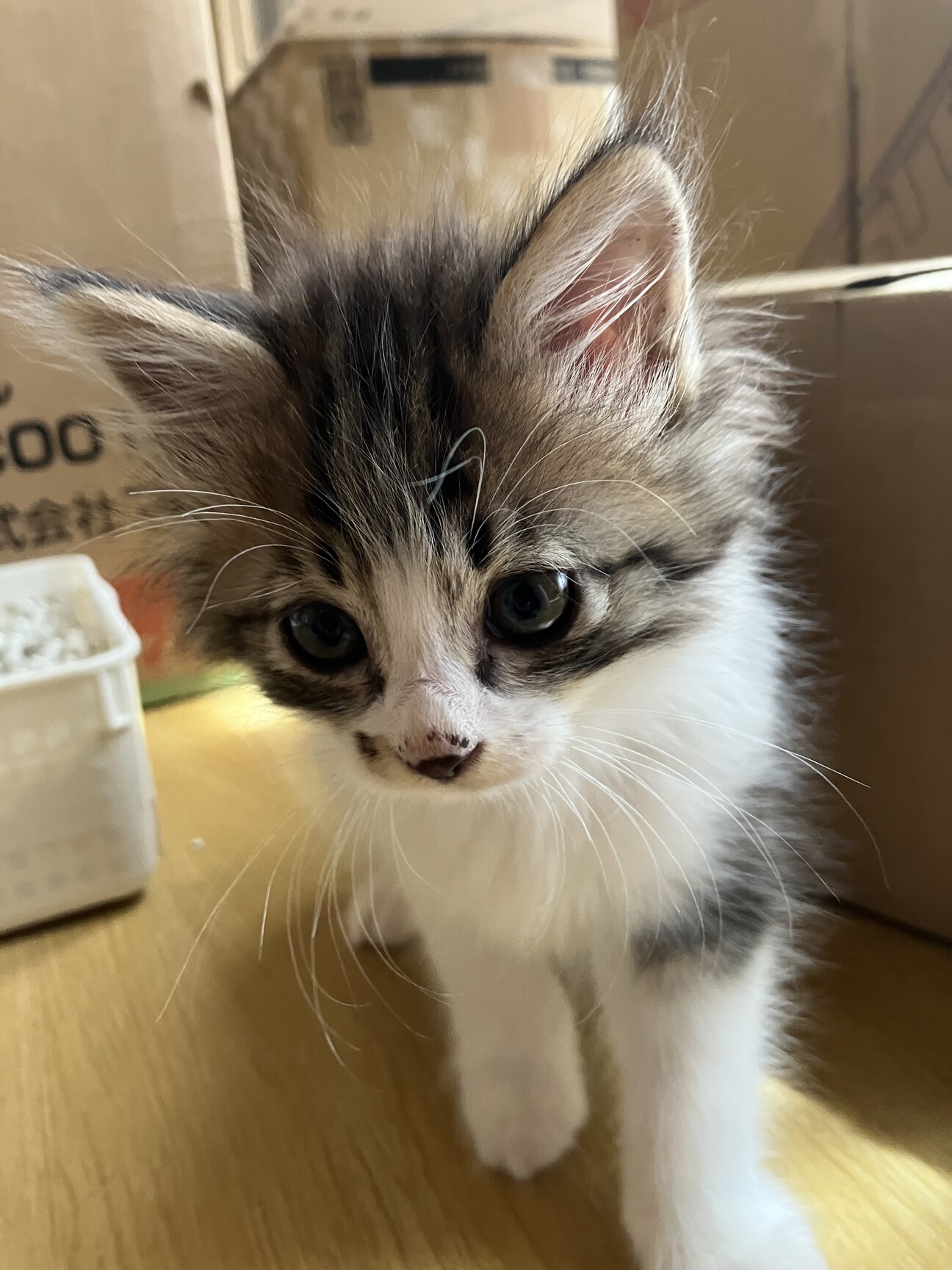 ４・茨城県・保護猫ファミリー・羅皇ザ・スイート 4・茨城県・保護猫ファミリー・羅皇ザ・スイート 羅皇ザ