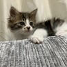 生後1ヶ月のキジ白、モデル級イケメン！ サムネイル2