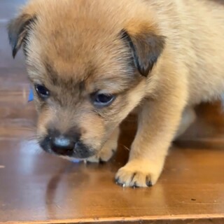 おっとりしている子犬の『ステップ』君