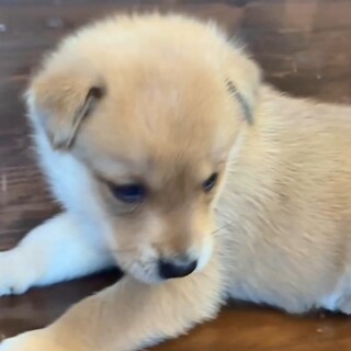 食いしん坊の『ジャンプ』君