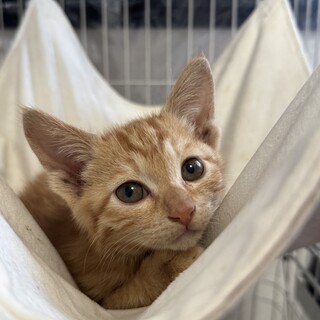 茶トラ　女の子　推定2ヶ月　ボンちゃん