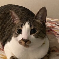 チイ