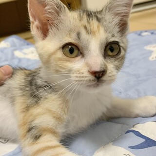 ③めめちゃん　三毛　泣き虫で甘えん坊　人好き