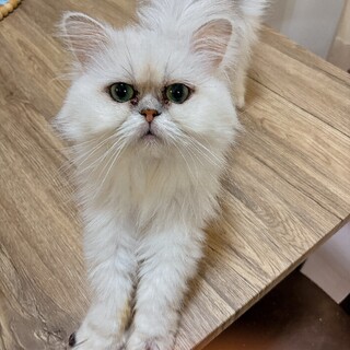 ペルシャ　男の子　もうすぐ4歳