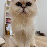 ペルシャ　男の子　もうすぐ4歳 サムネイル2