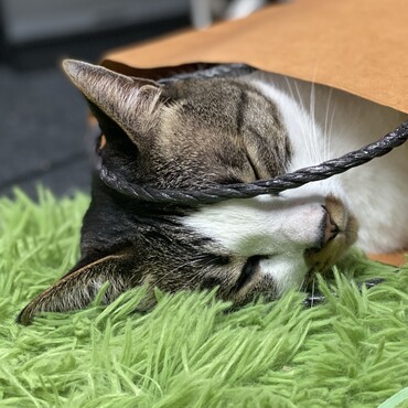 なぜか紙袋が落ち着く