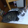 陽子♀14歳　※１匹飼い必須 サムネイル2