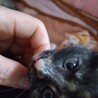 ポプリちゃん生後2ヶ月穏やかな性格の美人サビ サムネイル3