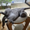 こてつくん、やんちゃ坊主ですが、可愛いとこもいっぱい。