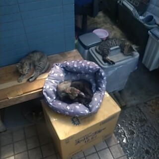 ※子猫死にました内6匹、外10匹程（猫エイズ発症）