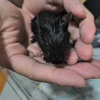 ブラックデグー赤ちゃん