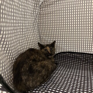 サビ猫 1歳 女の子 去勢済み とても可愛いです。