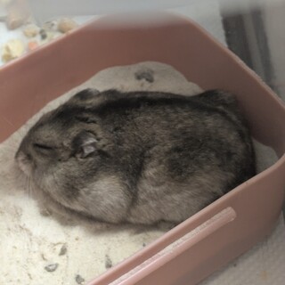 女の子のジャンガリアンハムスターです