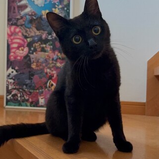 預かりさん一推しの可愛すぎるジジくん❤️