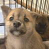 推定2ヶ月♀ココ サムネイル3