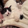 とても可愛いハチワレ子猫のポロ！ サムネイル2