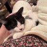 とても可愛いハチワレ子猫のポロ！ サムネイル3
