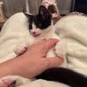 とても可愛いハチワレ子猫のポロ！ サムネイル4