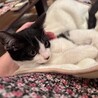とても可愛いハチワレ子猫のポロ！ サムネイル5