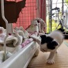 爪が引っかかっちゃった！