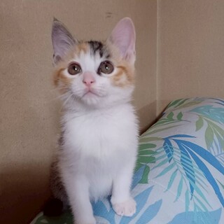 人馴れ抜群！活発おてんばさんの❤︎かのこちゃん