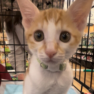 元気いっぱいな女の子❤️チャウ