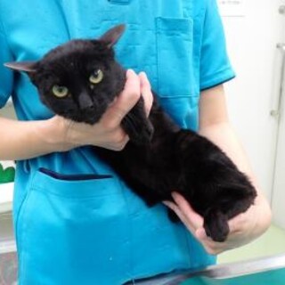 凛々しいお顔の黒猫【風】くん