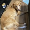 食べ盛りマリー☆多頭飼育崩壊より保護 サムネイル2