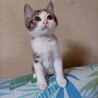 おっとりタイプだけど遊び大好きな★げっぺい サムネイル2