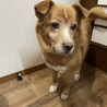 食べ盛りマリー☆多頭飼育崩壊より保護 サムネイル3
