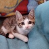 おっとりタイプだけど遊び大好きな★げっぺい サムネイル3