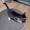 おっとりタイプだけど遊び大好きな★げっぺい サムネイル4