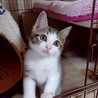 おっとりタイプだけど遊び大好きな★げっぺい サムネイル5