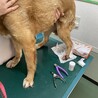 食べ盛りマリー☆多頭飼育崩壊より保護 サムネイル4