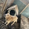 食べ盛りマリー☆多頭飼育崩壊より保護 サムネイル5