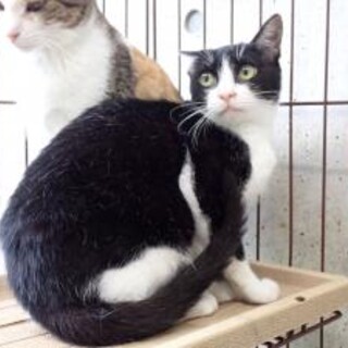 黒白柄の美人さん【撫子】ちゃん