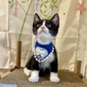 ミルクから育てた可愛い４兄妹♪　ひじきくん サムネイル2