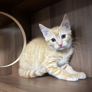 【茶トラ】パステルでかわいい